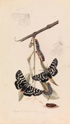 Papillon de vigne, Comocrus behri